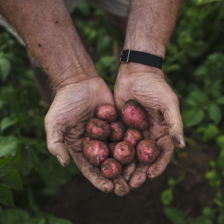 Little Potato Company Farmer | Dossier Creative | Brand Collaboration