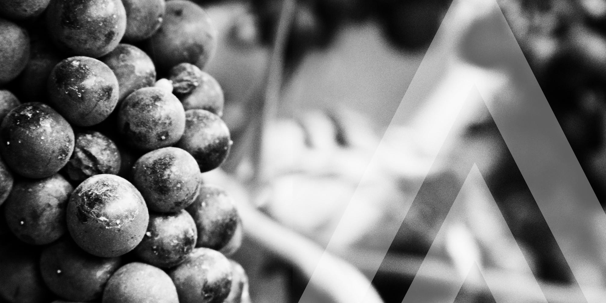 Arterra Grapes | Dossier CreativeCanadas Largest Wine Producer